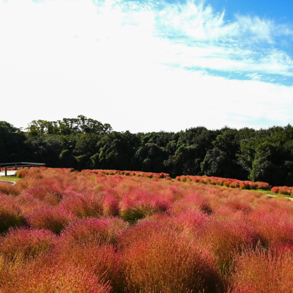 萬博紀念公園（圖片來源：Facebook@万博記念公園）