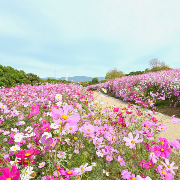 萬博紀念公園（圖片來源：Facebook@万博記念公園）