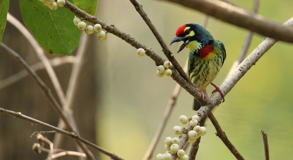 清邁高CP值住宿人均每晚7起!60年歷史煙廠變身度假村 設玻璃屋café/茶館/Spa