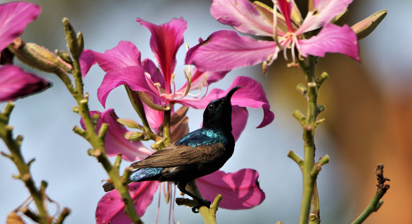 清邁高CP值住宿人均每晚7起!60年歷史煙廠變身度假村 設玻璃屋café/茶館/Spa