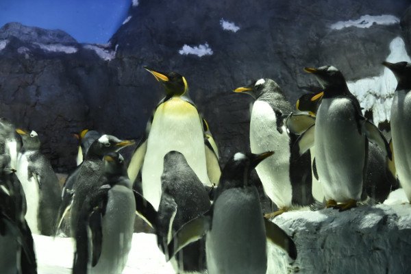 大阪海遊館（圖片來源：Facebook@海遊館 Osaka Aquarium Kaiyukan）