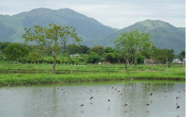 水鳥站在淺水池中