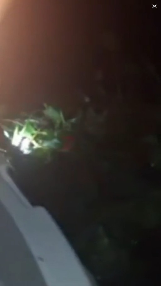 走私客趁深夜扮植物過河 警察發現形跡可疑揭發 結局超爆笑 