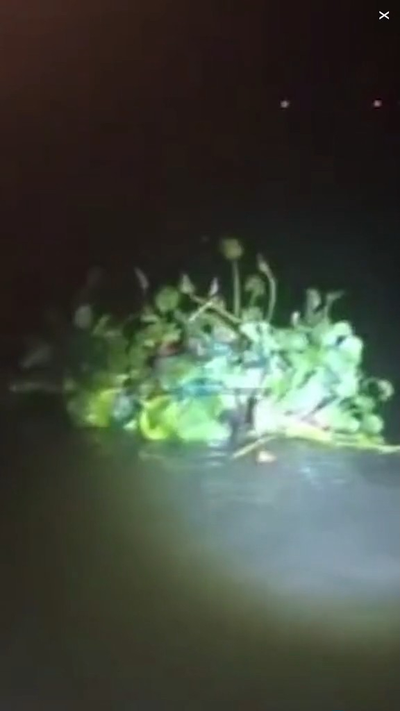 走私客趁深夜扮植物過河 警察發現形跡可疑揭發 結局超爆笑 