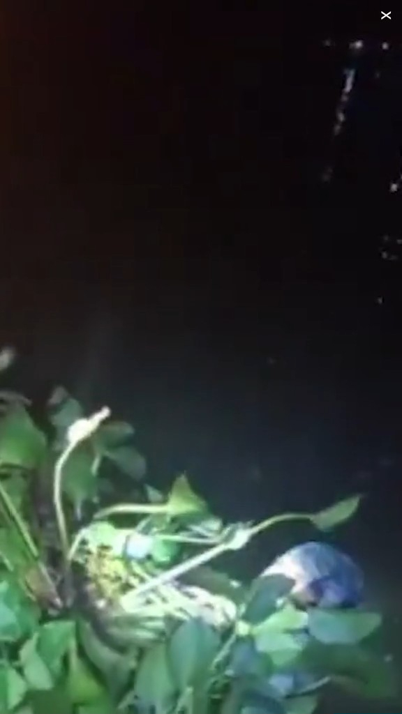 走私客趁深夜扮植物過河 警察發現形跡可疑揭發 結局超爆笑 