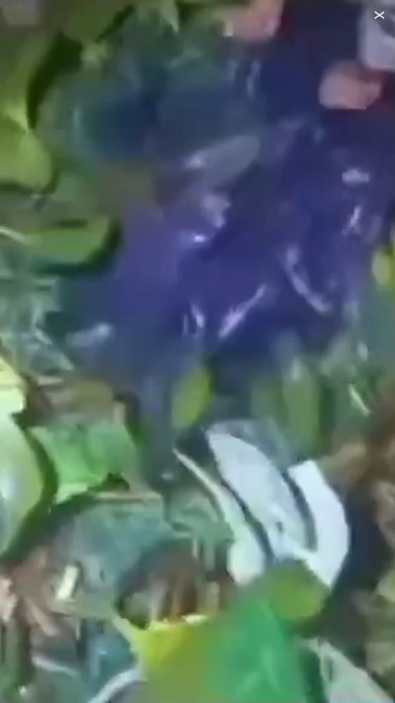 走私客趁深夜扮植物過河 警察發現形跡可疑揭發 結局超爆笑 