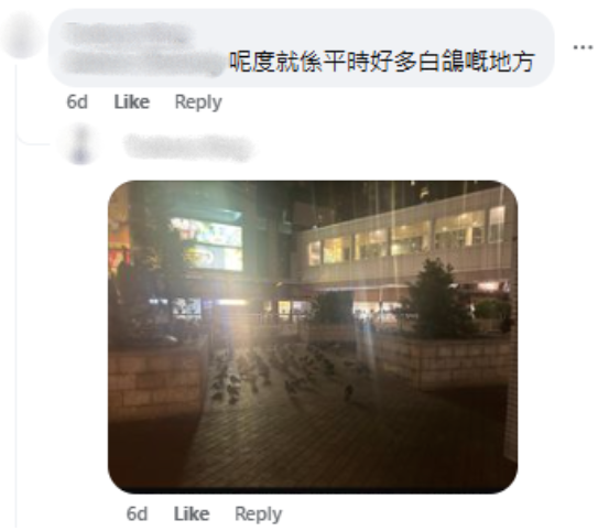 網民指老鼠出沒地方為白鴿眾集地，並上傳圖片，圖中可見有近30隻白鴿眾成一個正方形，近20隻白鴿把欄杆企滿，來源︰將軍澳主場。