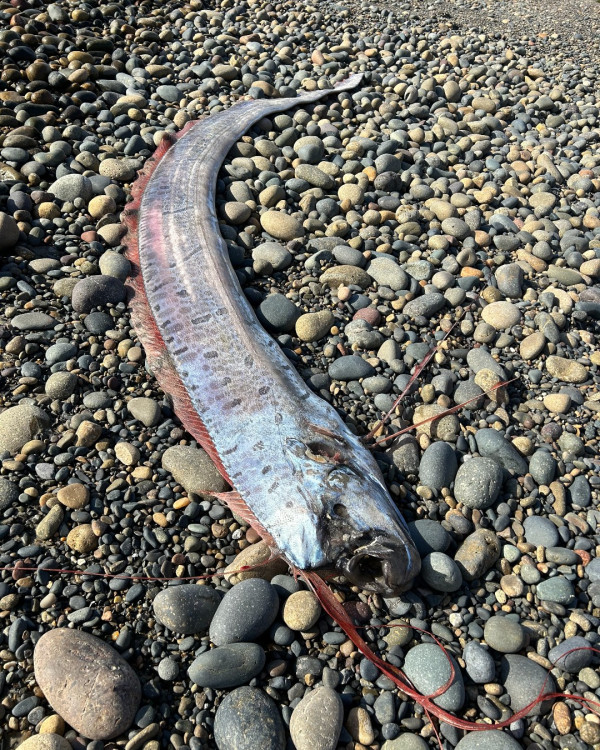 布吉島驚現無頭「美人魚」浮屍 疑因牙齒可「避邪」遭到獵殺斬首 