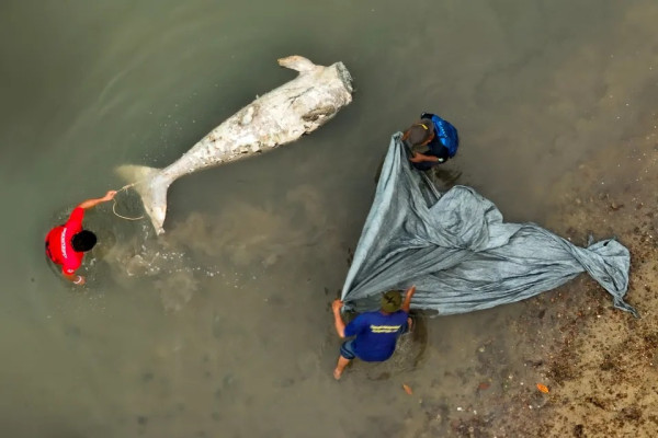 布吉島驚現無頭「美人魚」浮屍 疑因牙齒可「避邪」遭到獵殺斬首 