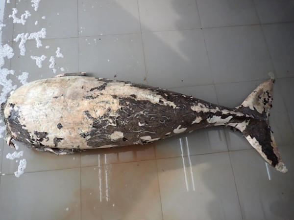 布吉島驚現無頭「美人魚」浮屍 疑因牙齒可「避邪」遭到獵殺斬首 