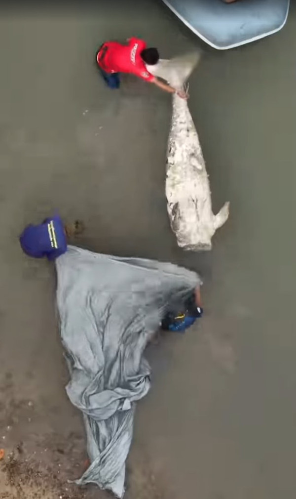 布吉島驚現無頭「美人魚」浮屍 疑因牙齒可「避邪」遭到獵殺斬首 