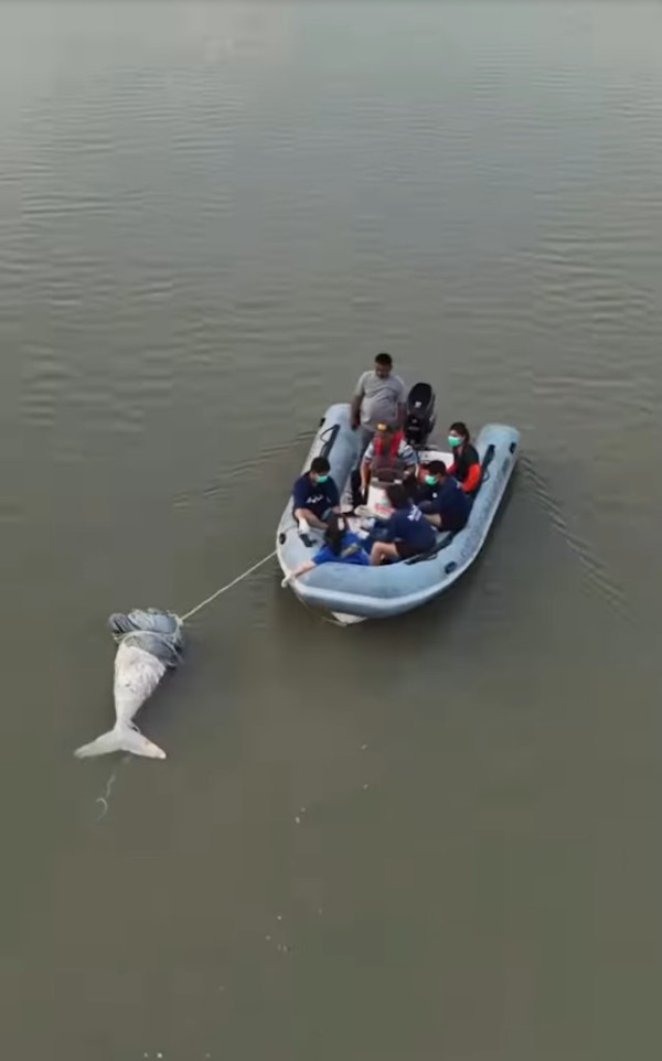 布吉島驚現無頭「美人魚」浮屍 疑因牙齒可「避邪」遭到獵殺斬首 