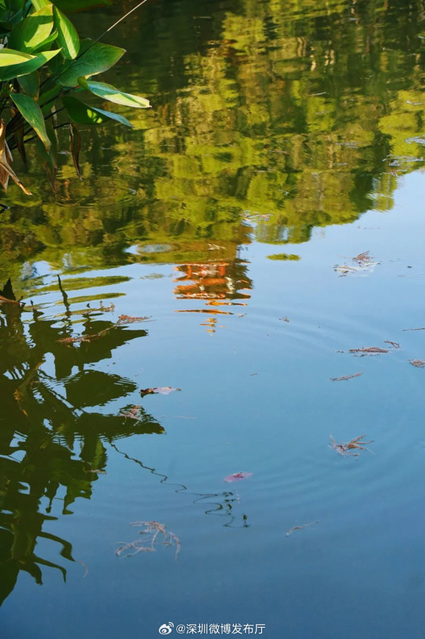 仙湖植物園(圖片來源:微博@深圳微博發布廳) 仙湖植物園(圖片來源:微博@深圳微博發布廳)