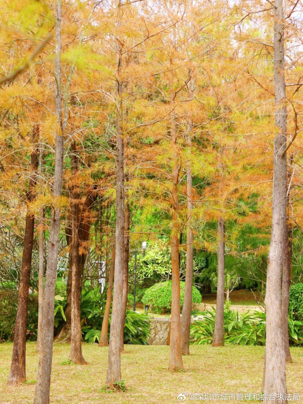 蓮花山公園（圖片來源：微博@深圳市城市管理和綜合執法局）