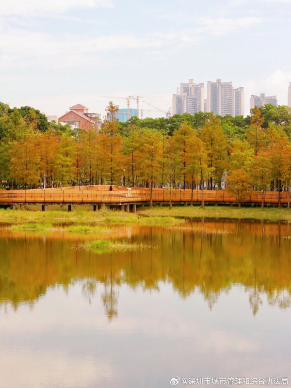 蓮花山公園（圖片來源：微博@深圳市城市管理和綜合執法局）