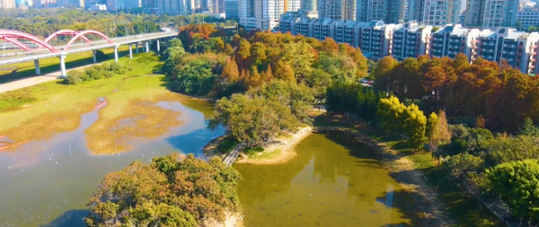 洪湖公園（圖片來源：微博@深圳市城市管理和綜合執法局）