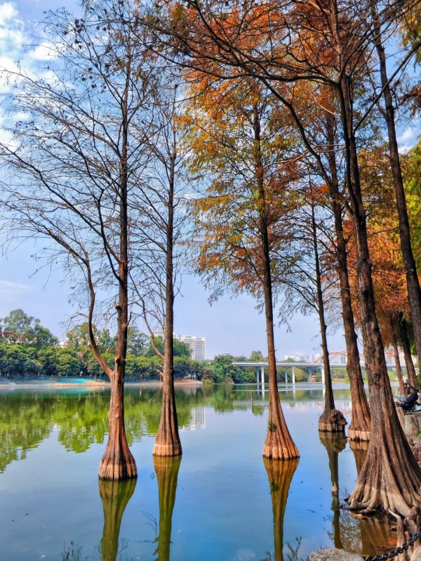 洪湖公園（圖片來源：小紅書@墨妮卡）