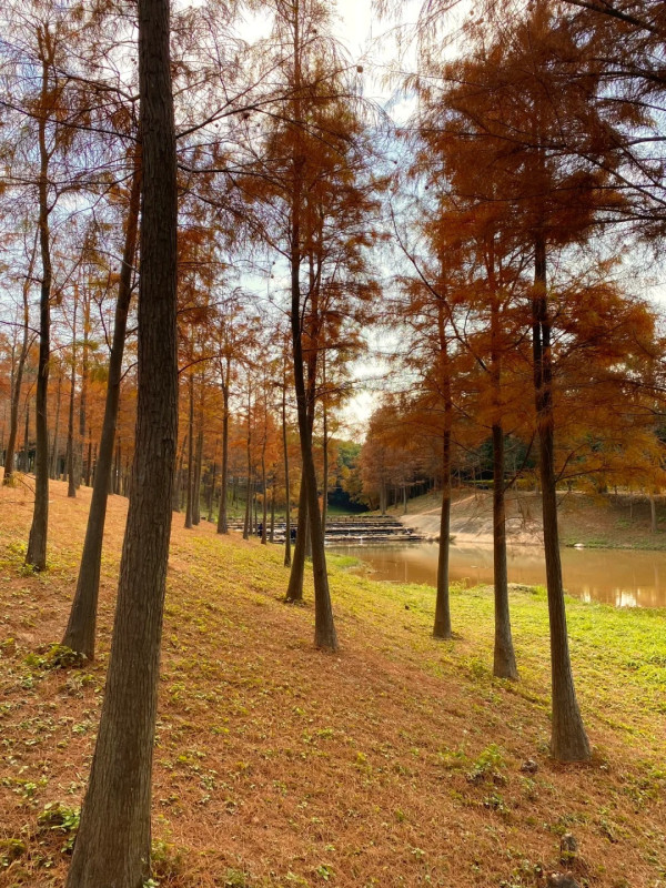 聚龍山濕地公園（圖片來源：小紅書＠伊森行游）