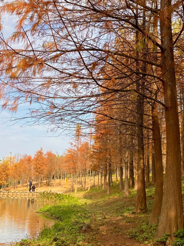 聚龍山濕地公園（圖片來源：小紅書＠伊森行游）