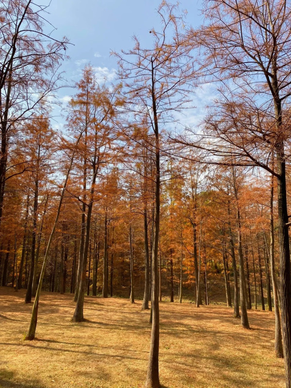 聚龍山濕地公園（圖片來源：小紅書＠伊森行游）