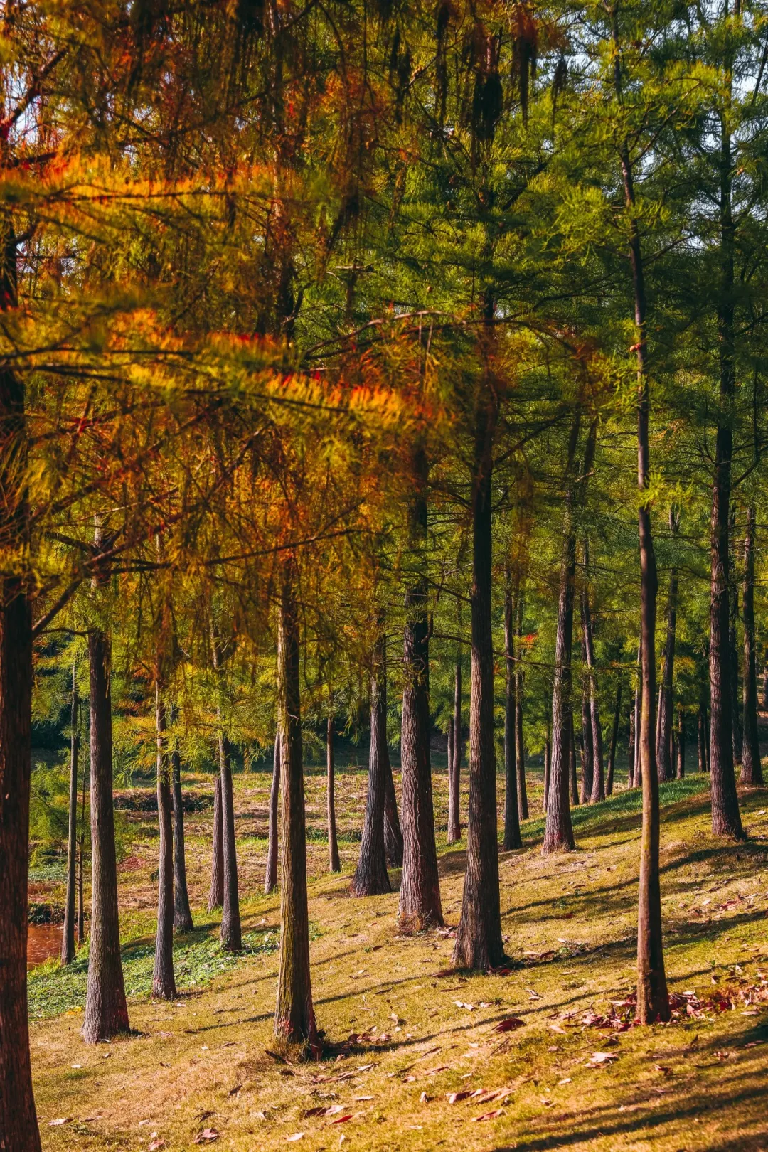 聚龍山濕地公園(圖片來源:坪山發布微信公眾號) 聚龍山濕地公園(圖片來源:坪山發布微信公眾號)