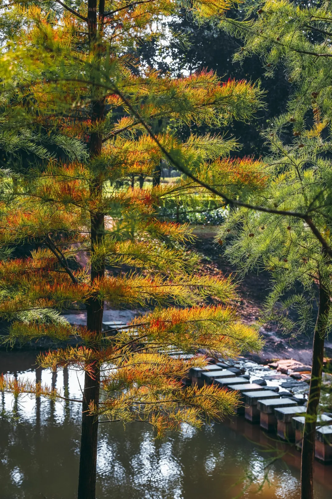 聚龍山濕地公園(圖片來源:坪山發布微信公眾號) 聚龍山濕地公園(圖片來源:坪山發布微信公眾號)