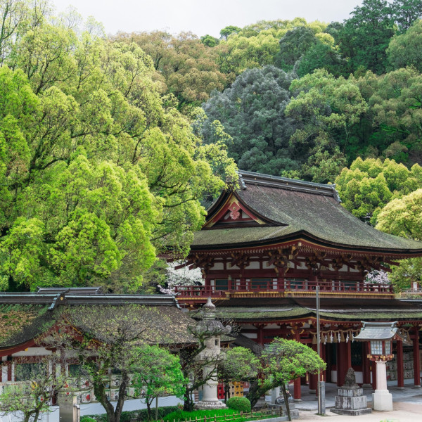 太宰府天滿宮（圖片來源：Facebook@太宰府天満宮）