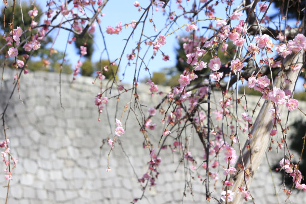 二條城（圖片來源：Facebook@世界遺産・二条城 World Heritage Site Nijo-jo castle）