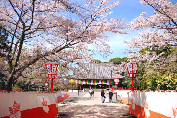 醍醐寺（圖片來源：Facebook@総本山醍醐寺）