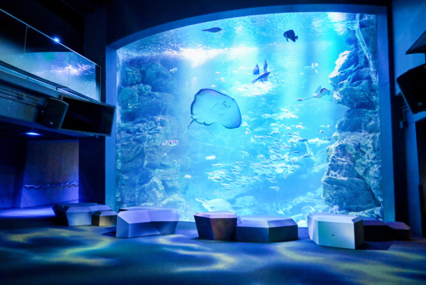 京都水族館（圖片來源：Facebook@京都水族館）