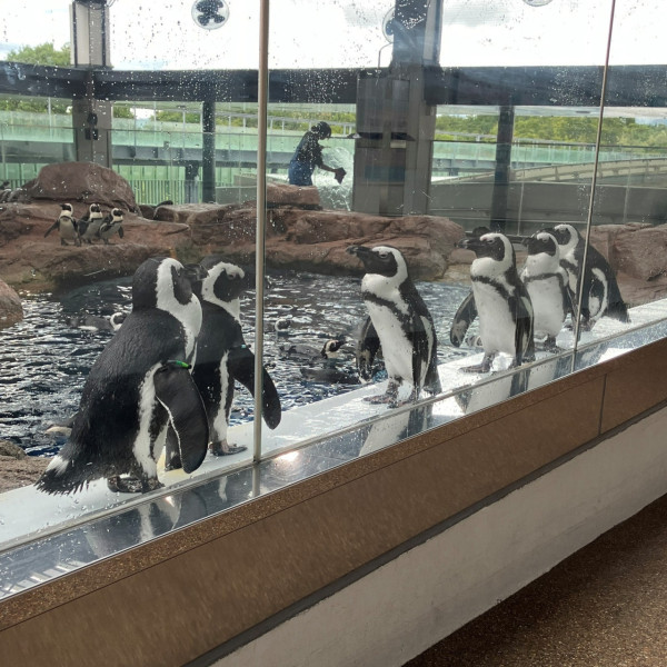 京都水族館（圖片來源：Facebook@京都水族館）