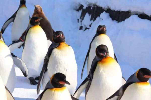 KKday聖誕北海道6日5夜自由行套票 激抵低至HK88起/連25kg行李及餐點 送日本電話卡 