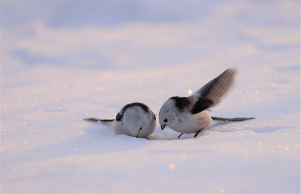 KKday聖誕北海道6日5夜自由行套票 激抵低至HK88起/連25kg行李及餐點 送日本電話卡 