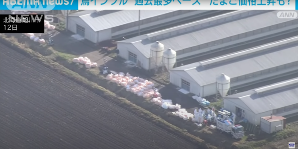 日本養雞場接連爆發禽流感 過百萬隻雞被撲殺 日本蛋價或上漲
