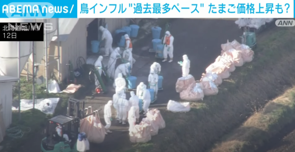 日本養雞場接連爆發禽流感 過百萬隻雞被撲殺 日本蛋價或上漲