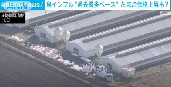 日本養雞場接連爆發禽流感 過百萬隻雞被撲殺 日本蛋價或上漲