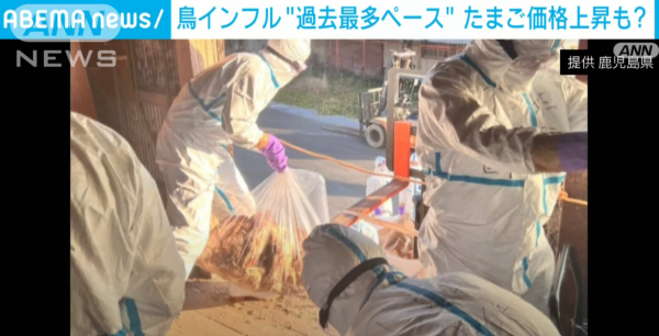 日本養雞場接連爆發禽流感 過百萬隻雞被撲殺 日本蛋價或上漲