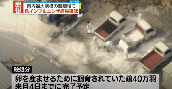 日本養雞場接連爆發禽流感 過百萬隻雞被撲殺 日本蛋價或上漲
