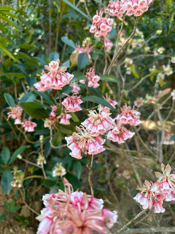 吊鐘花新年行山好去處（圖片來源：建水烧烤配送员@小紅書）