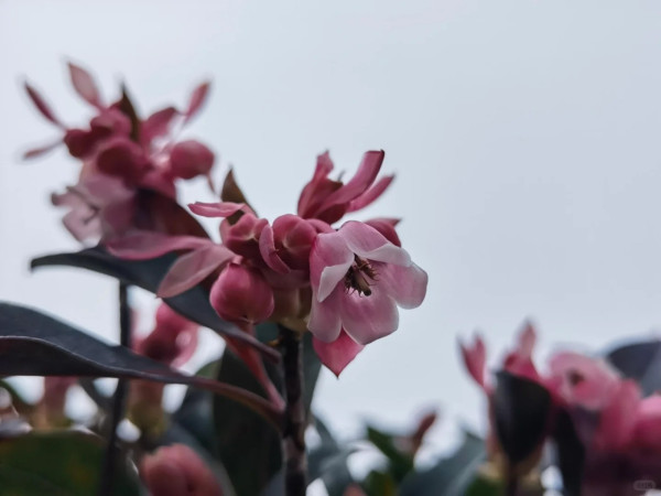 吊鐘花新年行山好去處（圖片來源：常孑@小紅書）