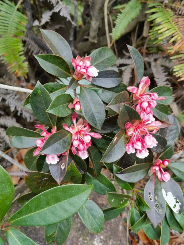 吊鐘花新年行山好去處（圖片來源：常孑@小紅書）