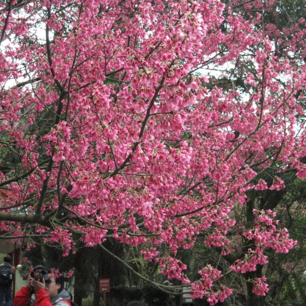 吊鐘花新年行山好去處（圖片來源：ZTYLEZ广告@小紅書）