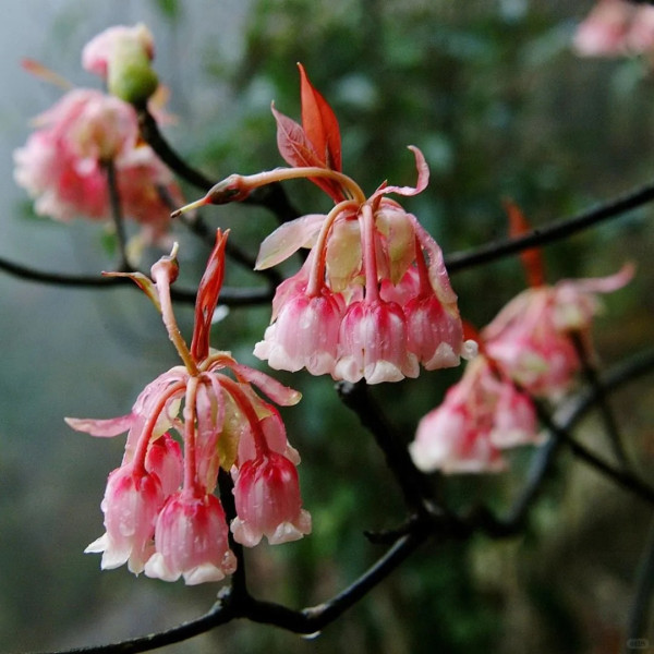 吊鐘花新年行山好去處（圖片來源：ZTYLEZ广告@小紅書）