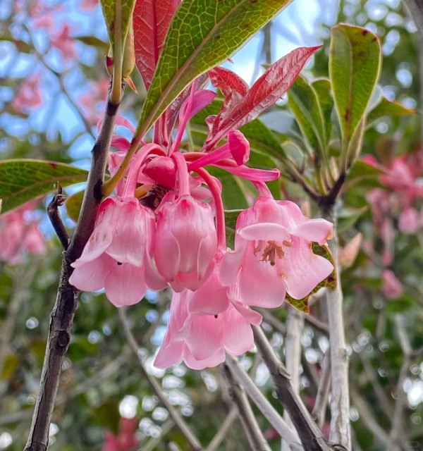 吊鐘花新年行山好去處（圖片來源：Kathy G@小紅書）