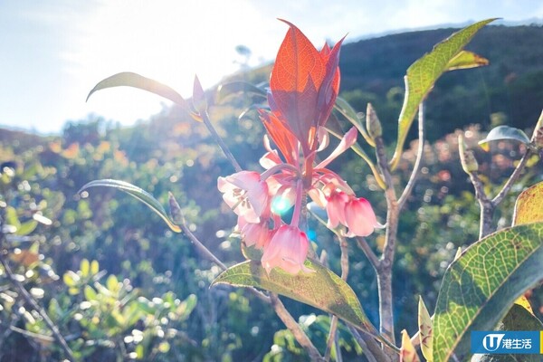 西貢大枕蓋 吊鐘花新年行山好去處（圖片來源：韋珈萱攝）