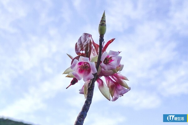 吊鐘花新年行山好去處（圖片來源：韋珈萱攝）