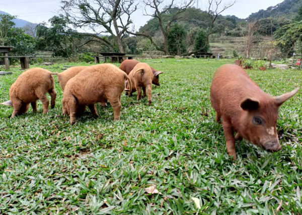 台北親子遊10大好去處 遊樂場/親子農場/動物園/室內溜冰 