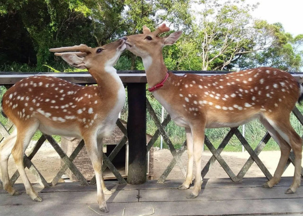 台北親子遊10大好去處 遊樂場/親子農場/動物園/室內溜冰 