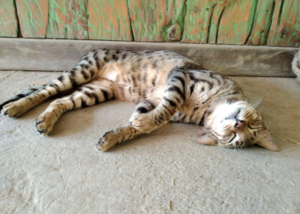 台北親子遊10大好去處 遊樂場/親子農場/動物園/室內溜冰 