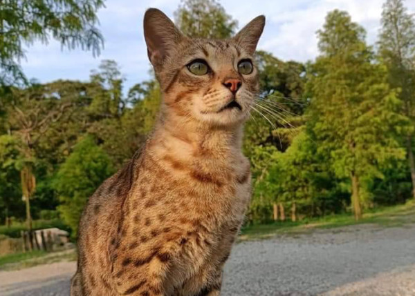 台北親子遊10大好去處 遊樂場/親子農場/動物園/室內溜冰 